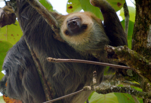 Half Day Hike in Cahuita National Park ⋆ Asociación Talamanqueña ...