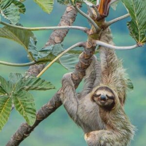 Guided nature walk in Cahuita National Park
