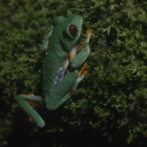 Night Hike in Cahuita National Park