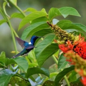 Birdwatching in Puerto Viejo