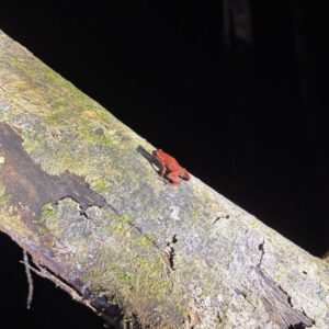 Night hike in Manzanillo