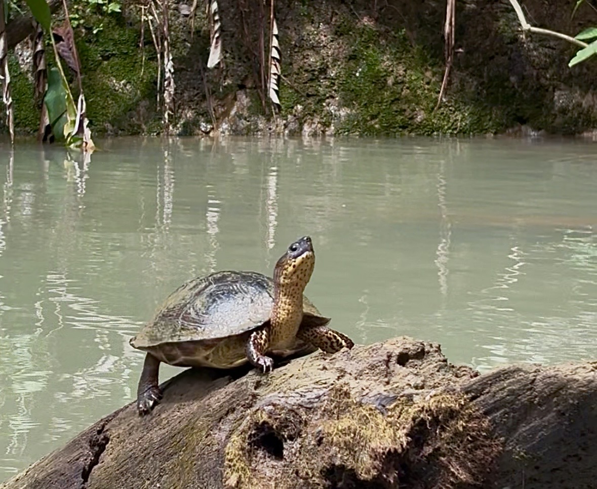 Sunrise and Wildlife River Kayaking in Punta Uva - Image 2